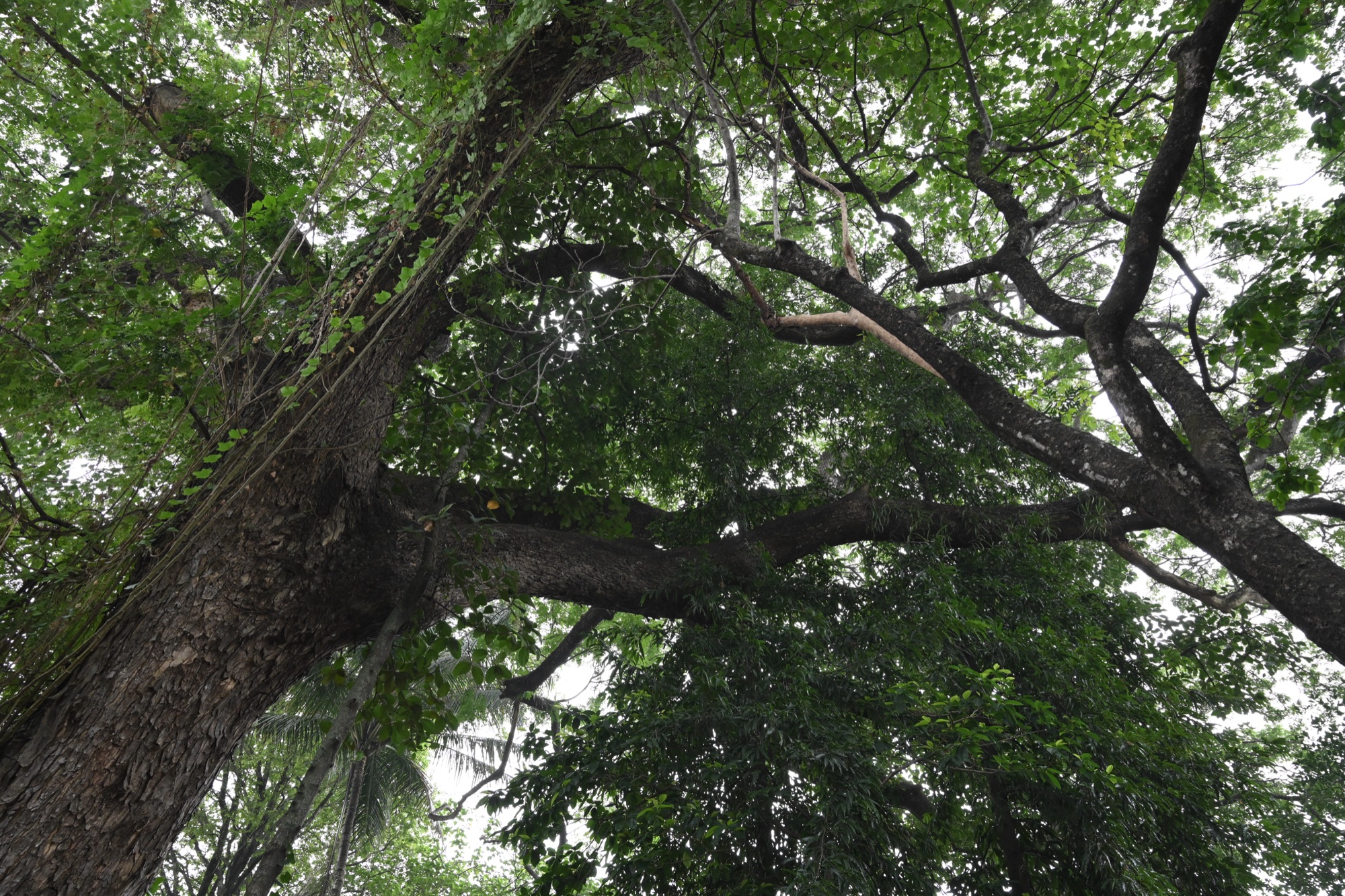 മൂലസ്ഥാനം കാവ്